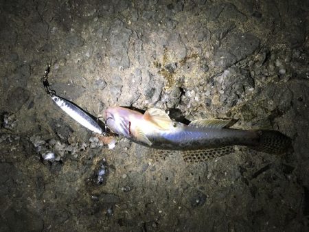 サビキ釣りでマイワシ